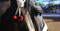 Colchagua cierra una provechosa Temporada Chica con Rodeo de Un Día en San Fernando