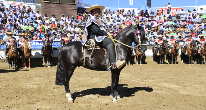 Federación de Criadores realizará su habitual actividad con caballos premiados en Clasificatorios