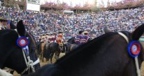 Las 140 colleras de la fama para el 70° Campeonato Nacional de Rodeo