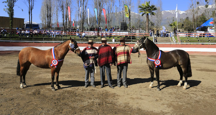 Exposición de caballos engalanará el Día de la Chilenidad