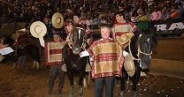 Sangres probadas en los ejemplares Campeones del 71° Nacional de Rodeo