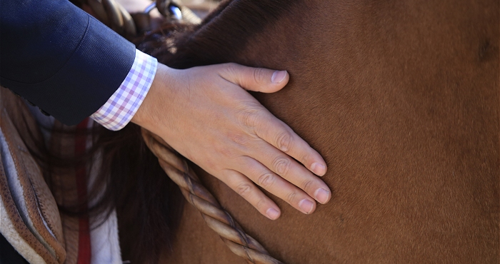 Consejos veterinarios: Durante este periodo, la alimentación del caballo es fundamental