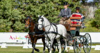 El caballo chileno se lució en el Campeonato de Andalucía de Enganches